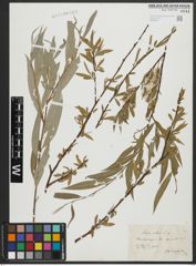 Foto von Salix alba L.